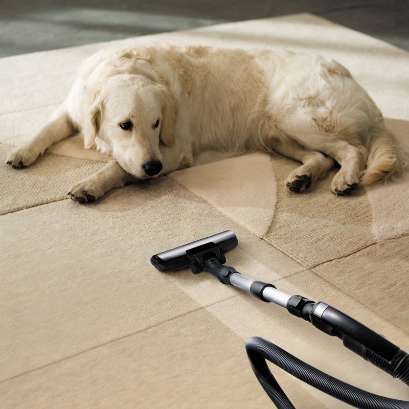 White Labrador is not scared of vacuum cleaner in Chicago, IL