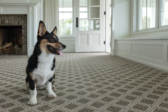 Happy dog in living room with patterned Anderson Tuftex carpet by Shaw from Flooring Xpress Enterprise in Chicago